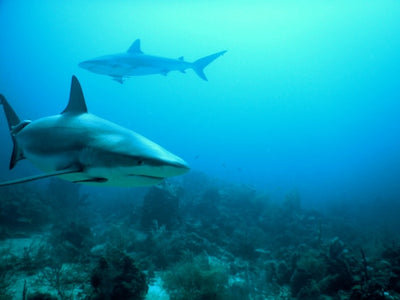 Plonger aux requins sur l’île de Roatan