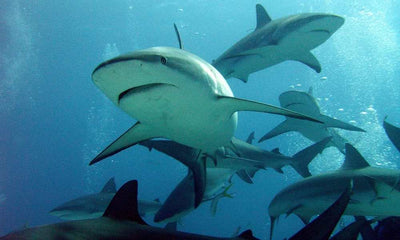 Plonger avec les requins à Stuart Cove’s. Une expérience à faire une fois dans sa vie!